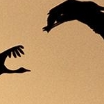 IMG_8517 Contre jour de grues
